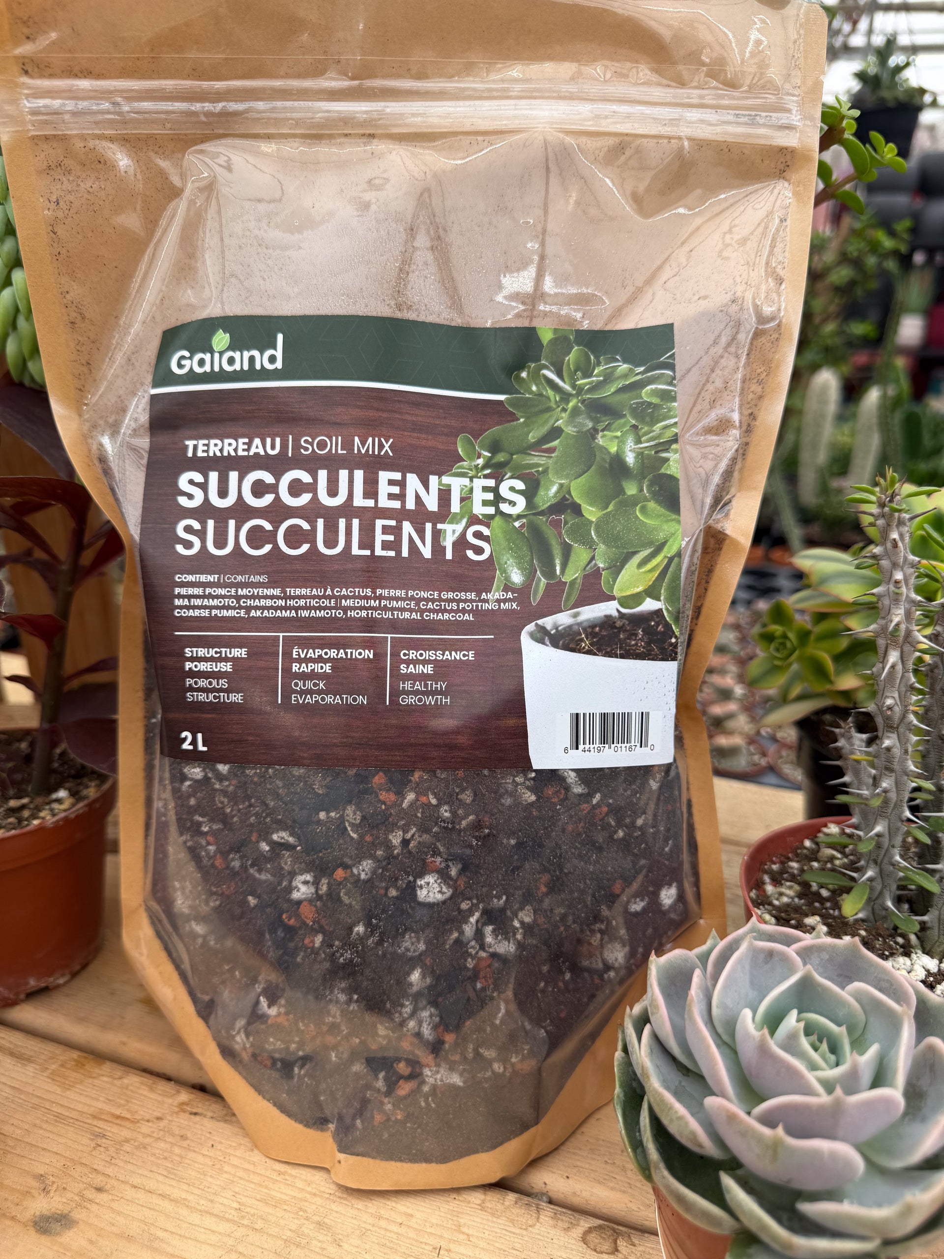 succulent compost mix Homemade Succulent Potting Soil