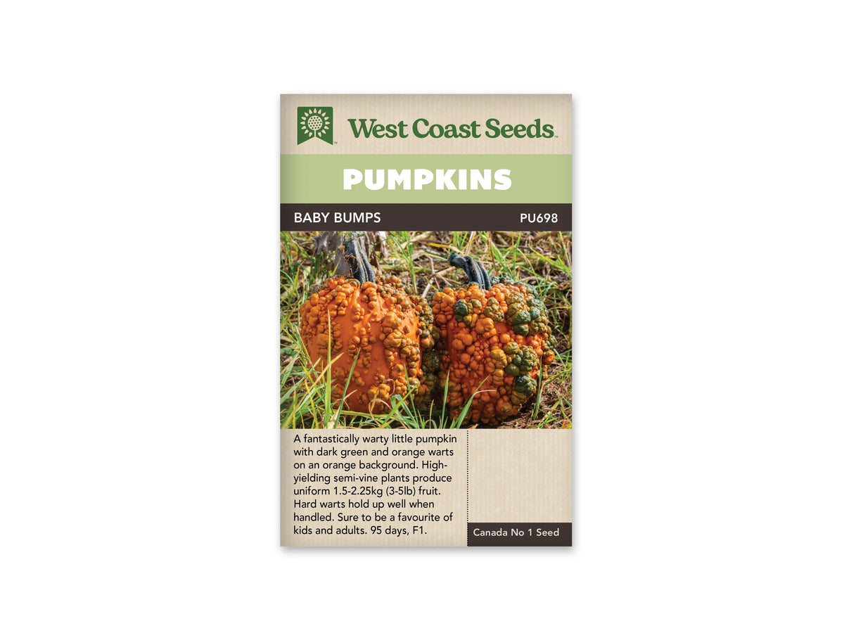 Sachet Baby Bumps de West Coast Seeds avec un bandeau vert pâle et le nom en blanc sur fond brun. Deux citrouilles orange dressées, couvertes de bosses orange et vert foncé, se trouvent dans l’herbe. Leurs pédoncules sont longs et sombres. Une zone beige avec plusieurs lignes de texte se situe sous la photo.