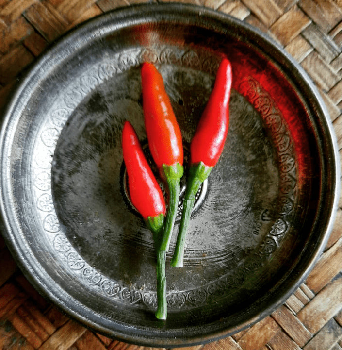 Piment fort 'Thai Chilli' bio