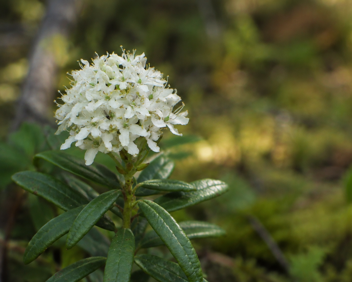 Thé du Labrador dans son milieu naturel.