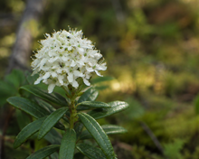 Thé du Labrador dans son milieu naturel.