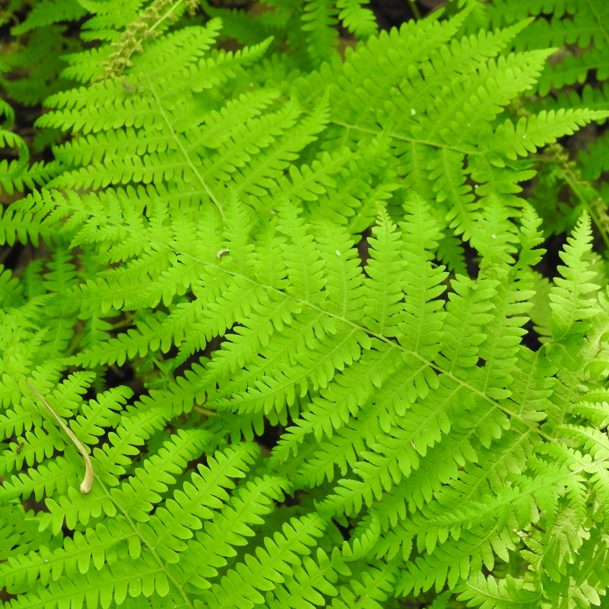Thelypteris noveboracensis