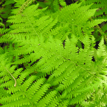 Thelypteris noveboracensis