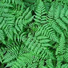Thelypteris palustris
