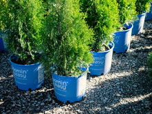 Thuya occidental ‘Private Jet’ (Thuja occidentalis)