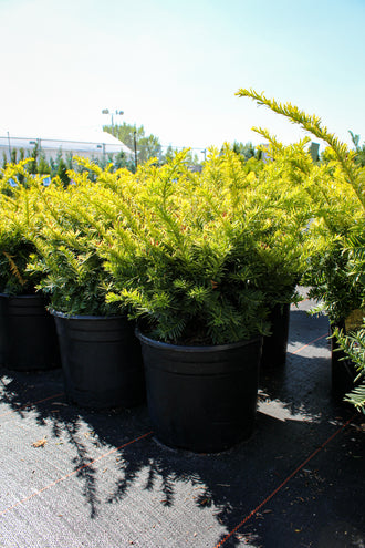 If hybride ‘Sunburst’ (Taxus × media)
