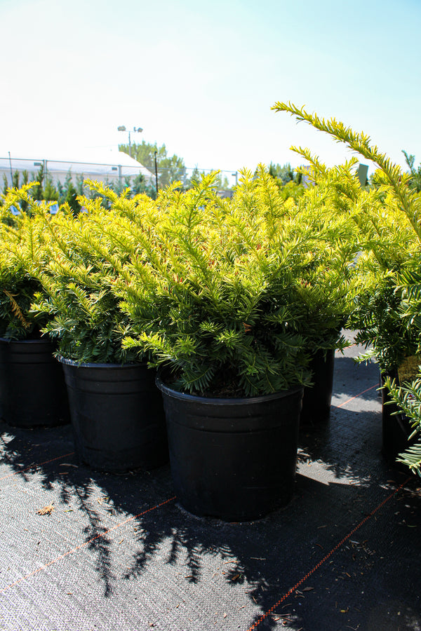 Taxus × media 'Sunburst'