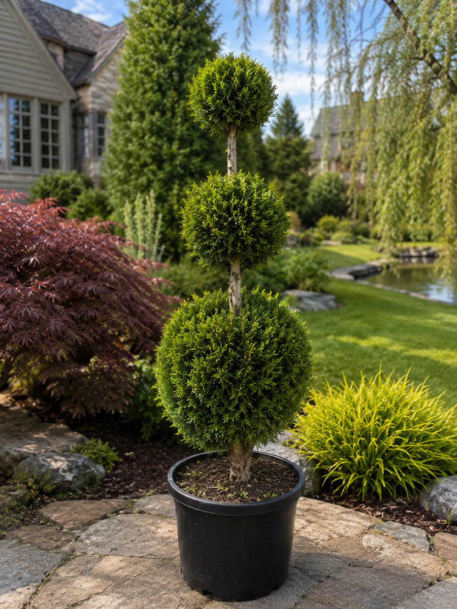 Thuja occidentalis 'Emerald Pompom'