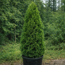 Thuja occidentalis 'Brandon'