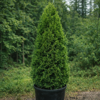 Thuja occidentalis 'Brandon'