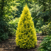 Cèdre ‘Jantar’ (Thuja occidentalis)