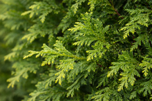 Thuja occidentalis 'Brandon'