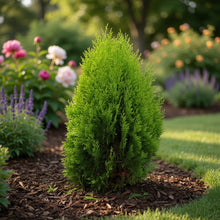 Thuja occidentalis 'Compacta'