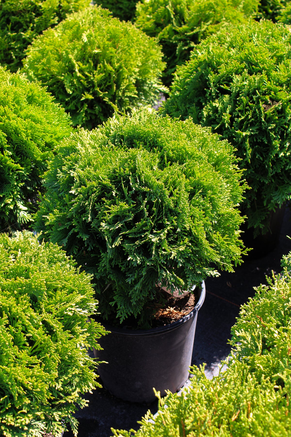 Cèdre ‘Danica’ (Thuja occidentalis)