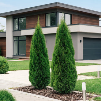 Thuya Emerald ‘Smaragd’ (Thuja occidentalis)