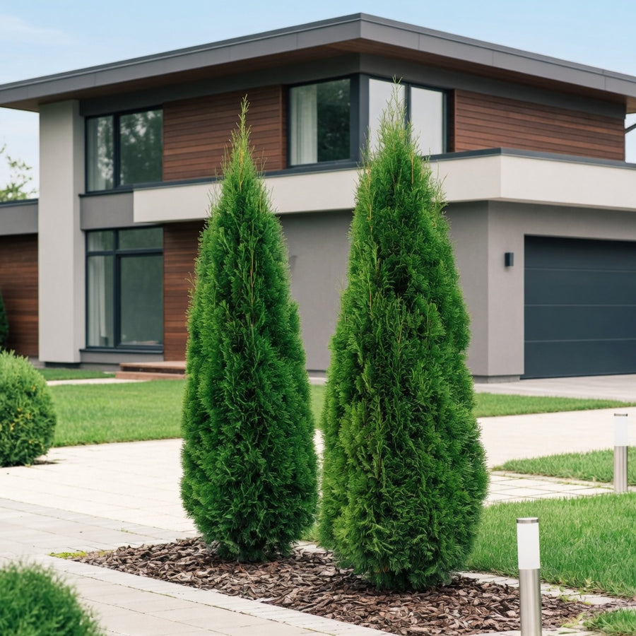 Thuja occidentalis 'Emerald'