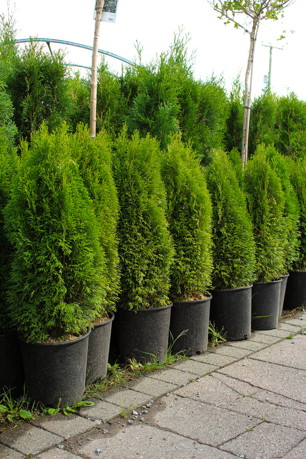 Thuja occidentalis 'Emerald Petite'