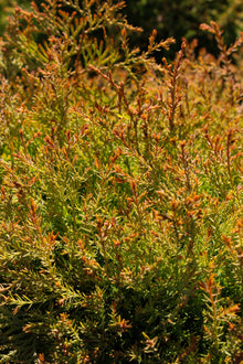 Cèdre ‘Fire Chief’ (Thuja occidentalis)
