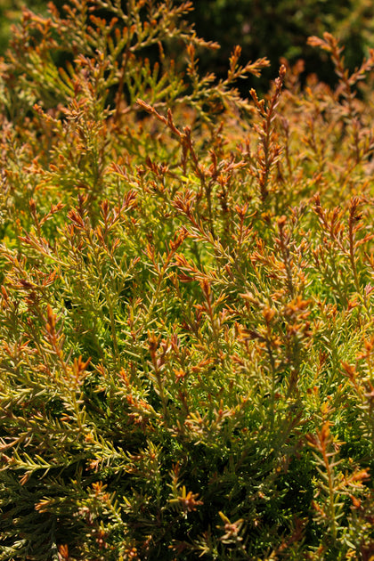 Thuja occidentalis 'Fire Chief®'