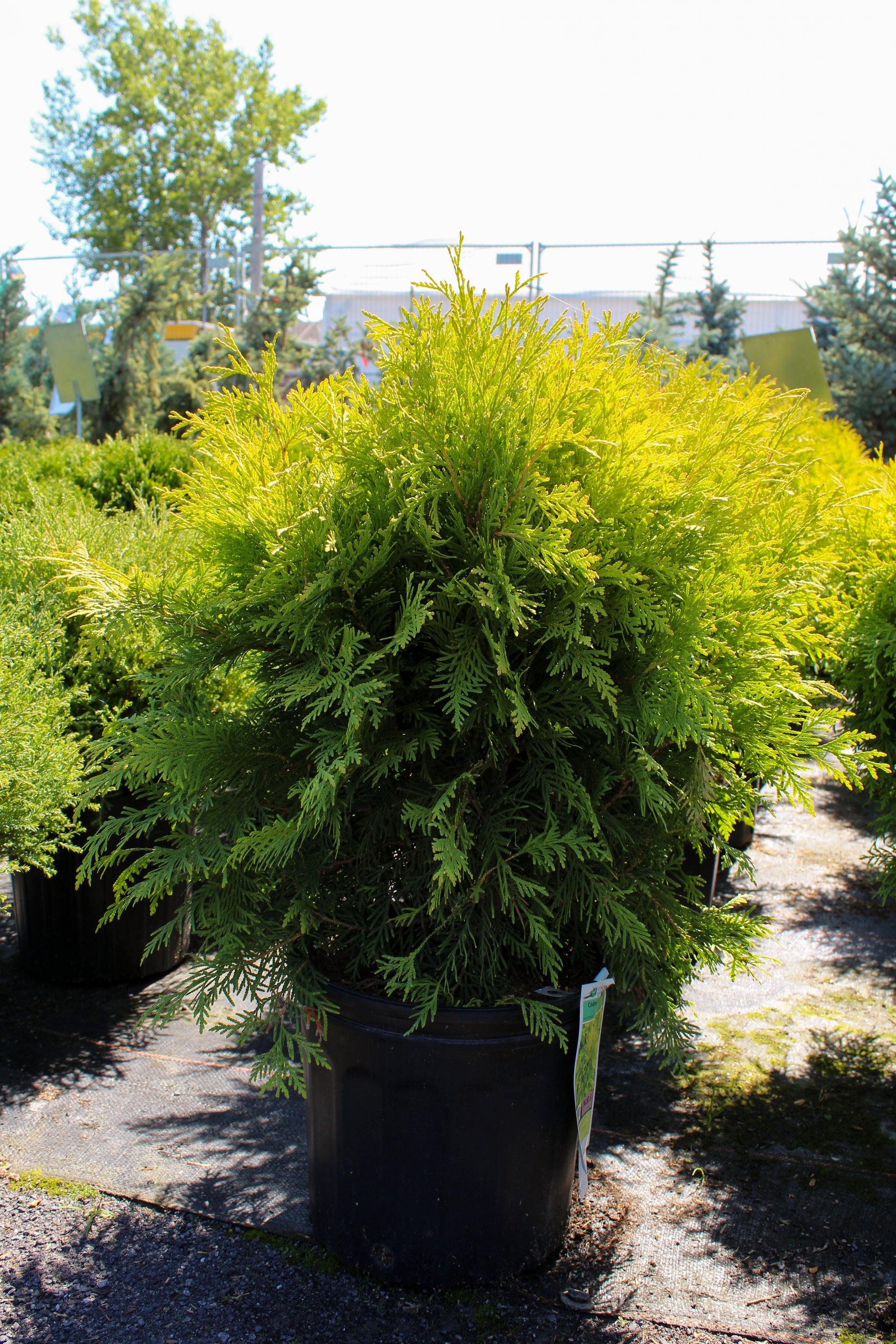 thuja occ. golden globe Nursery.ca