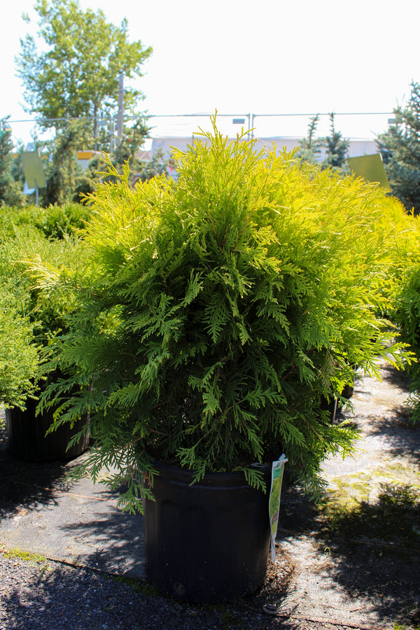 Thuja occidentalis 'Golden Globe'