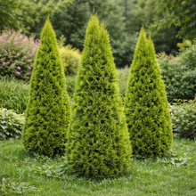 Thuja occidentalis 'Golden Smaragd'