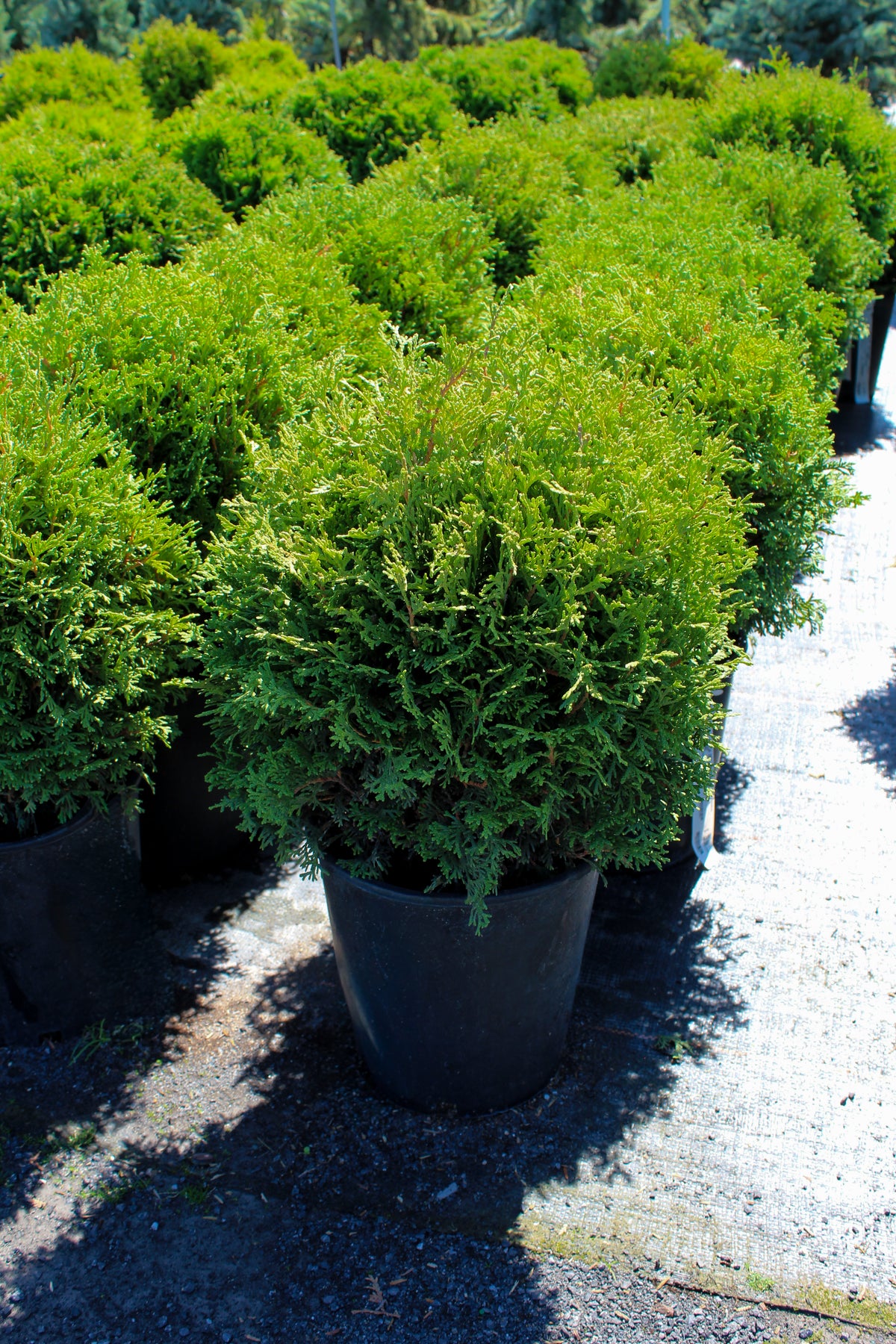 Cèdre ‘Hetz Midget’ (Thuja occidentalis)