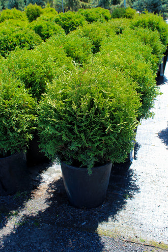 Cèdre ‘Hetz Midget’ (Thuja occidentalis)