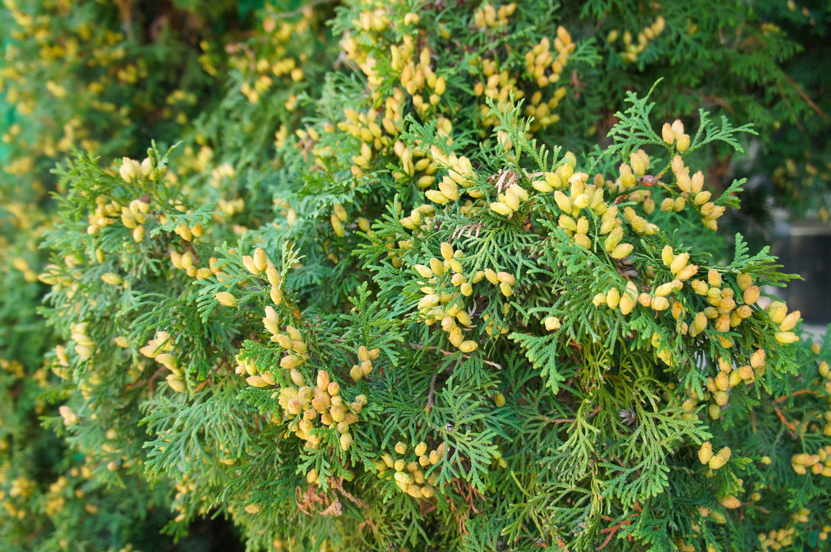 Thuja occidentalis 'Holmstrup'