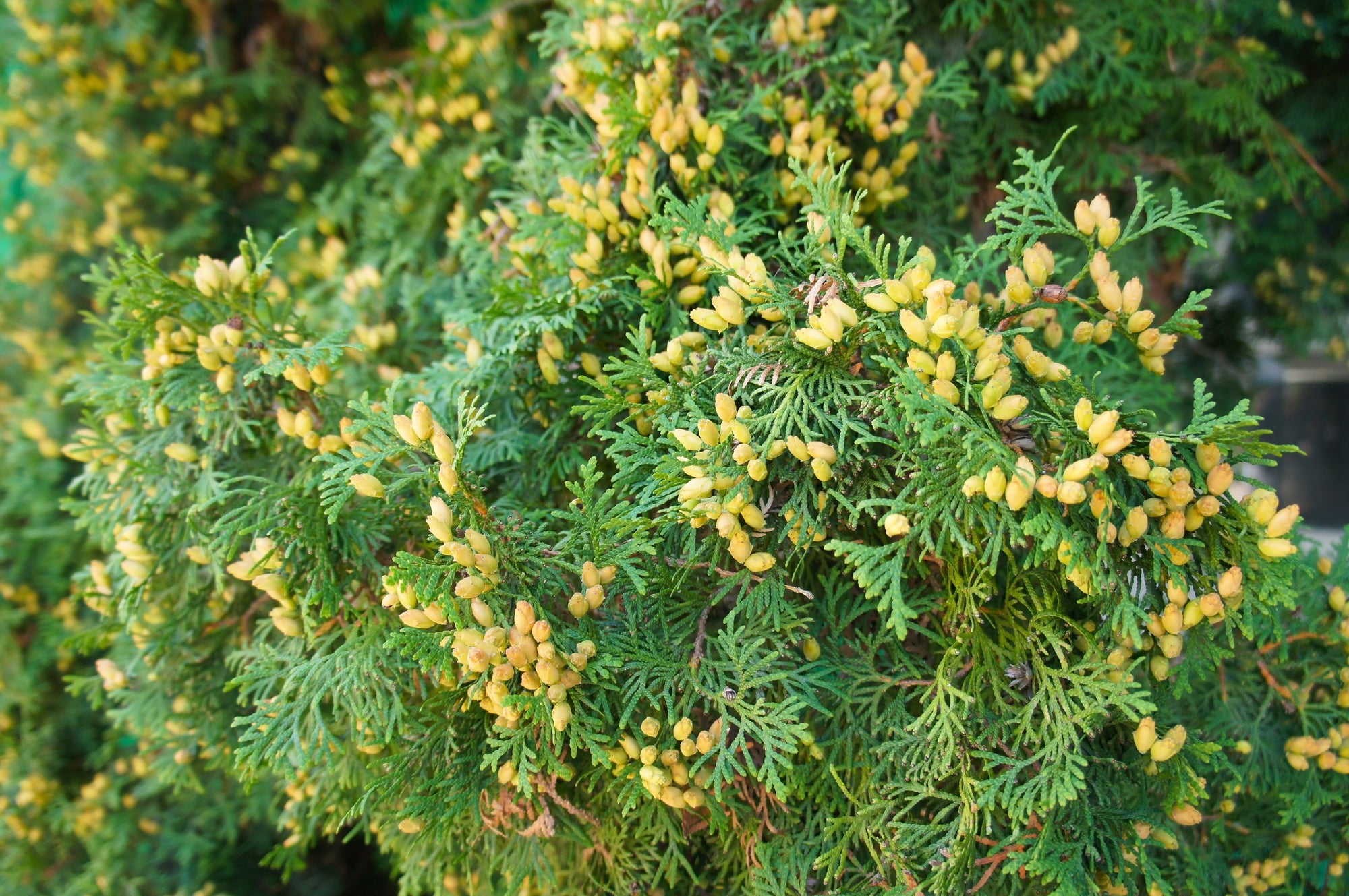 Thuja occidentalis 'Holmstrup'