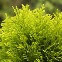 Cèdre ‘Jantar’ (Thuja occidentalis)