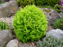 Thuja occidentalis 'Little Champion'