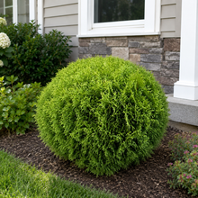 Thuja occidentalis 'Little Gem'