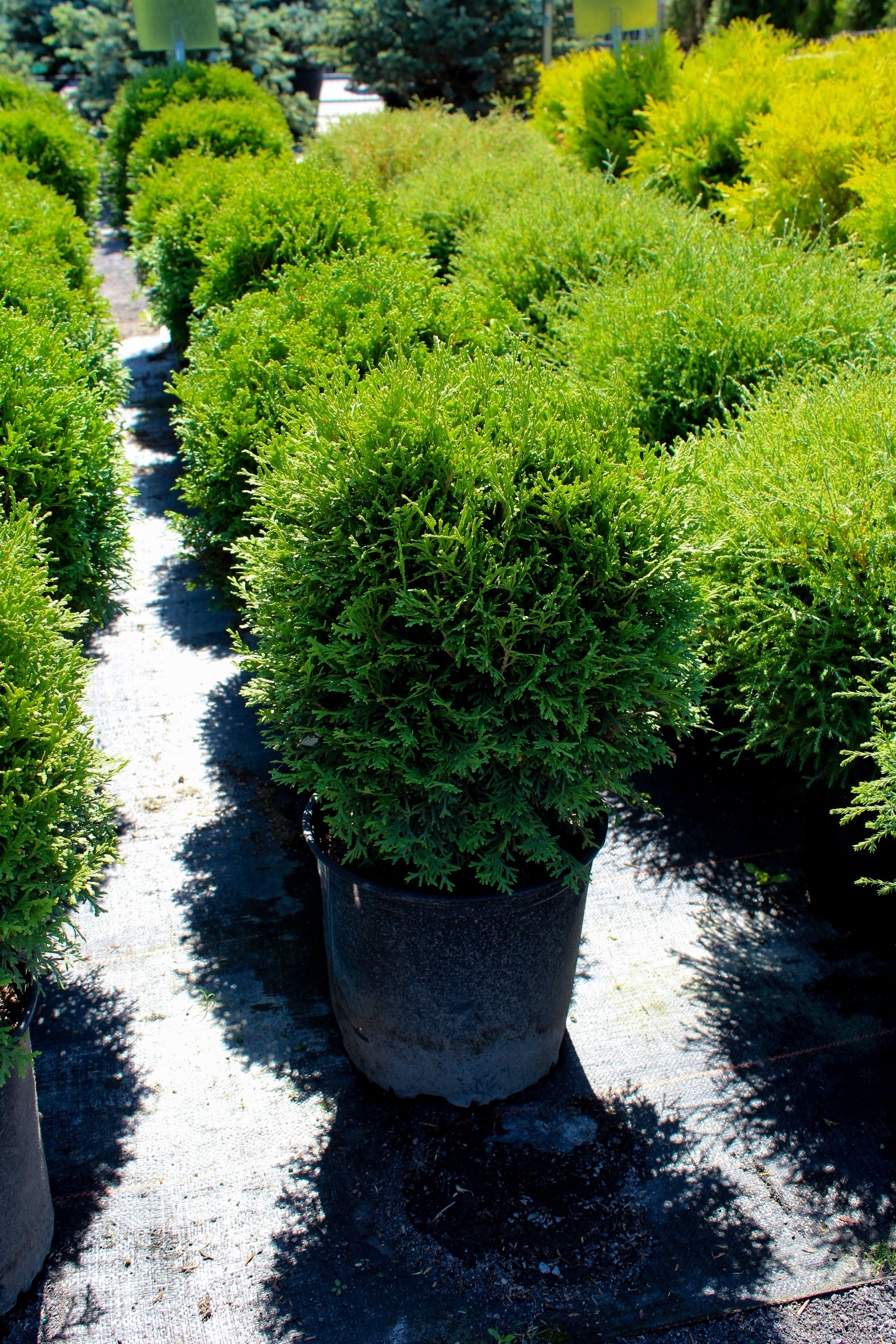 Nursery.ca
