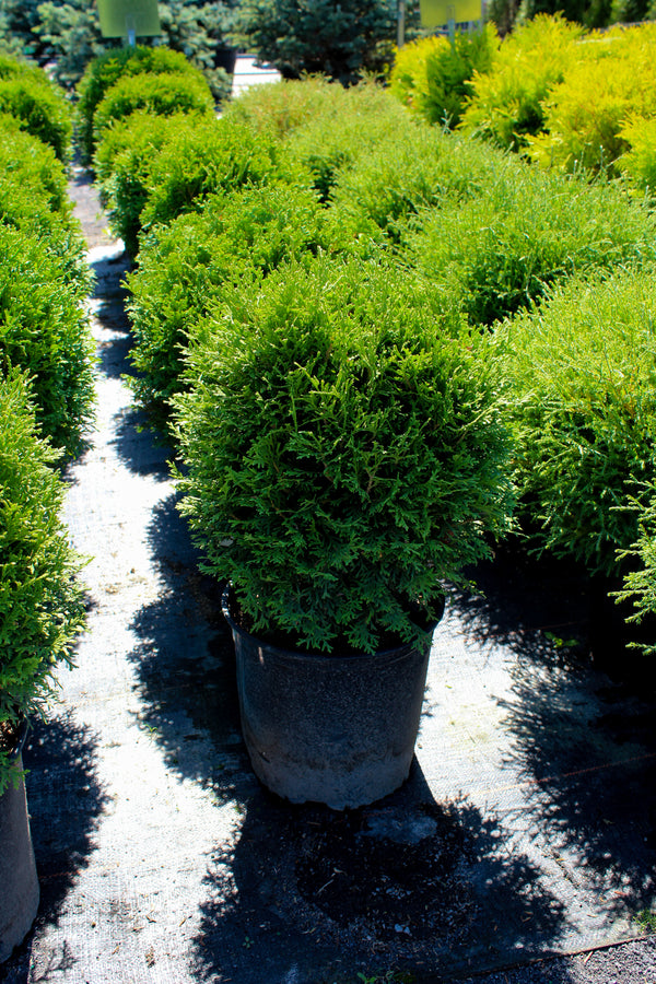 Thuja occidentalis 'Little Giant'