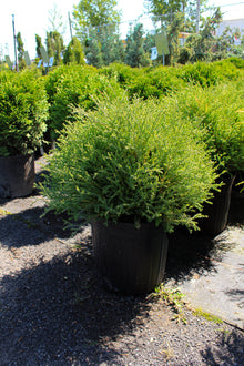 Thuja occidentalis 'Mr. Bowling Ball'