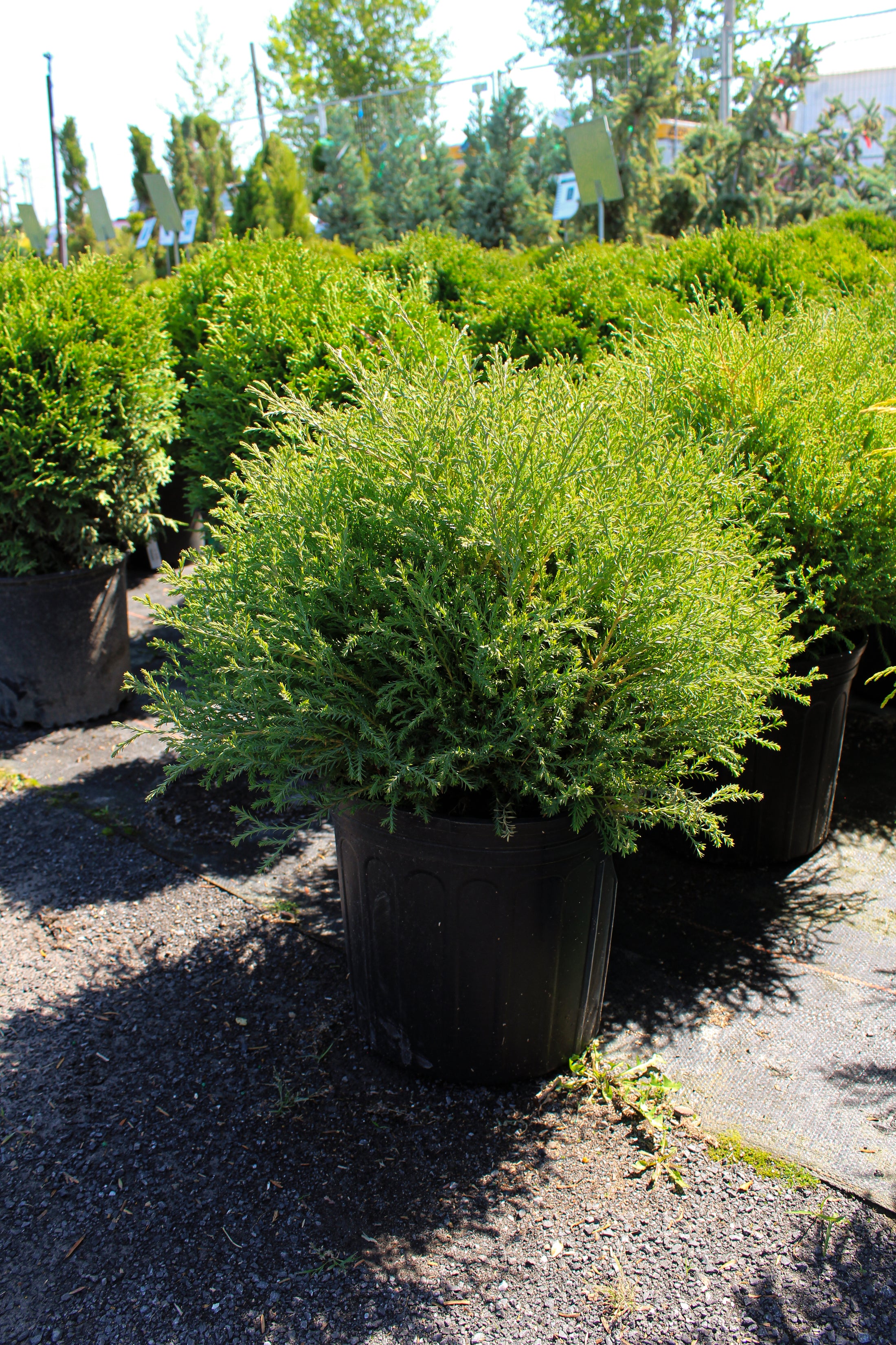 Thuja occidentalis 'Mr. Bowling Ball'