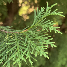 Thuja occidentalis ‘North Pole’