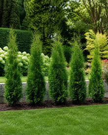 Thuya occidental ‘Private Jet’ (Thuja occidentalis)