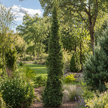 Thuja occidentalis ‘Sting’