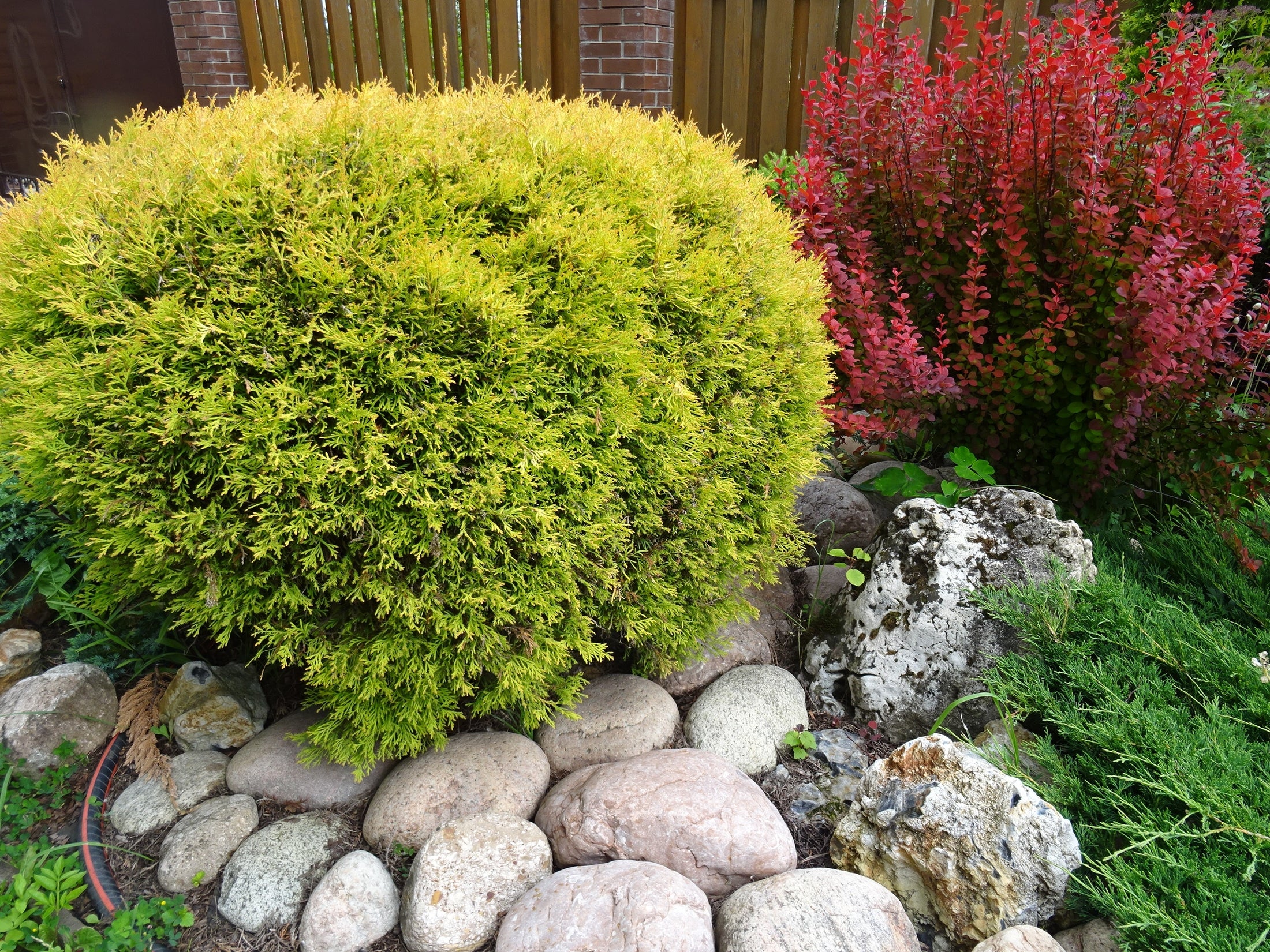 Thuja occidentalis 'Sunkist'