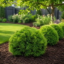 Thuya occidental Tater Tot® ‘SMNTOBAB’ (Thuja occidentalis)