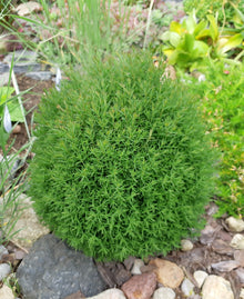 Thuja occidentalis 'Teddy'