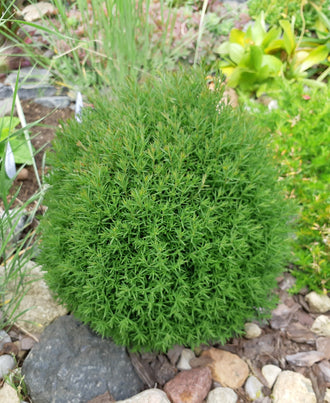 Thuya occidental ‘Teddy’ (Thuja occidentalis)