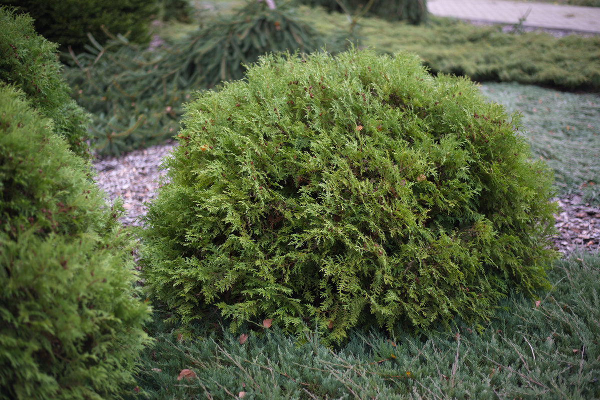 Thuja occidentalis 'Woodwardii'