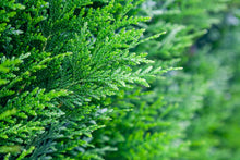 Thuja occidentalis