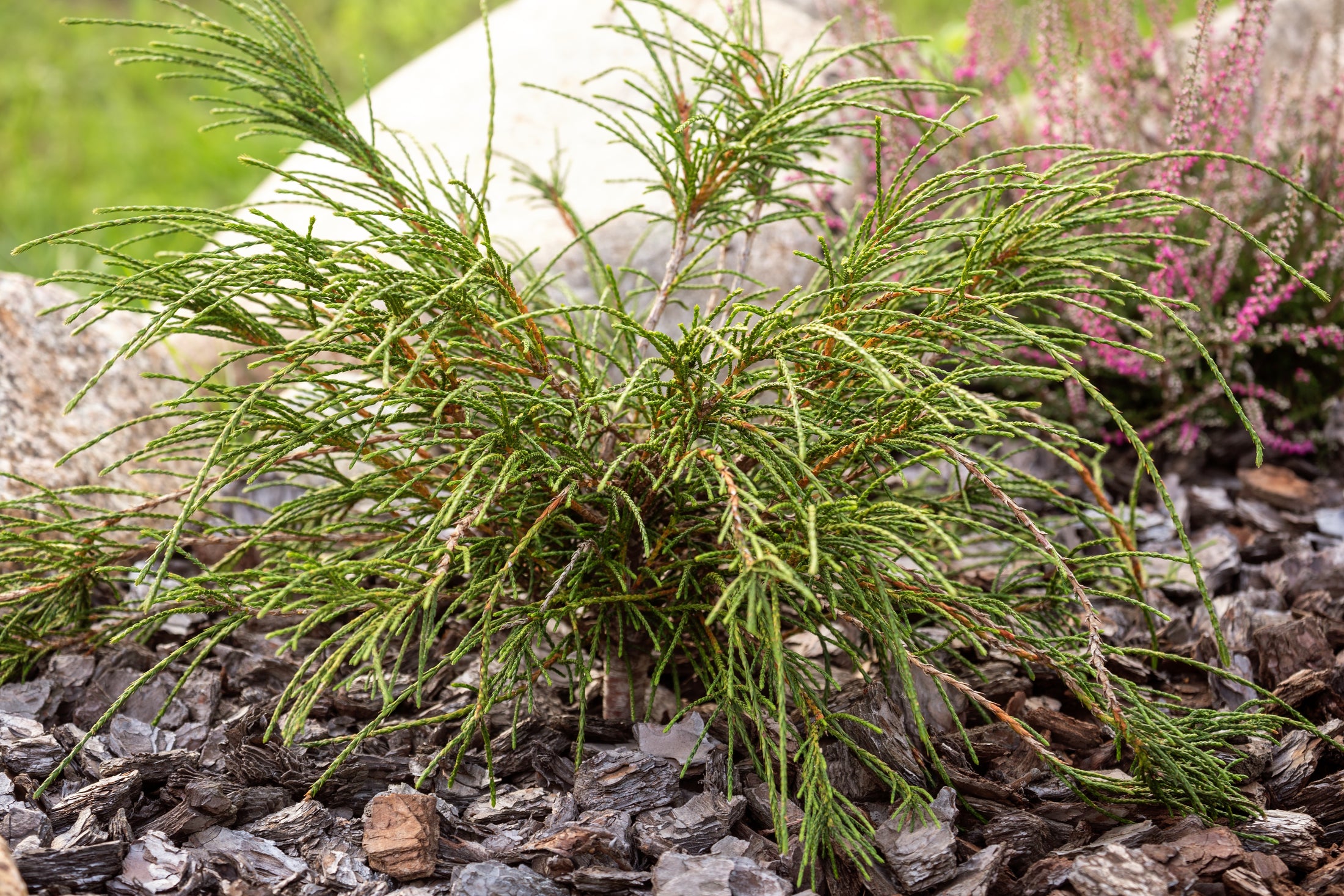 Thuja plicata 'Whipcord'