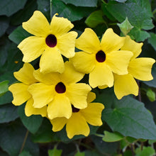 Thunbergia 'Black Eyed Susan Vine' 