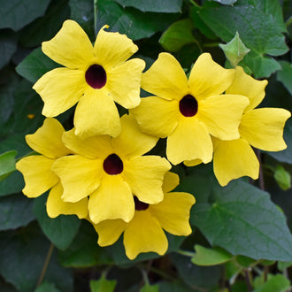 Des fleurs jaune clair aux gorges brun très foncé se regroupent devant des feuilles vertes. Les corolles présentent de larges lobes arrondis, légèrement plissés autour des centres circulaires. Plusieurs fleurs se chevauchent dans le bas du groupe. Le feuillage montre des nervures et des bords dentés, avec de petites zones sombres entre les fleurs.