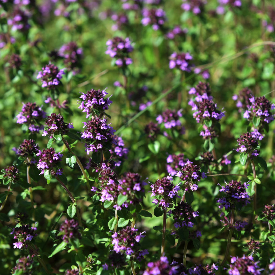 Thym d'été bio